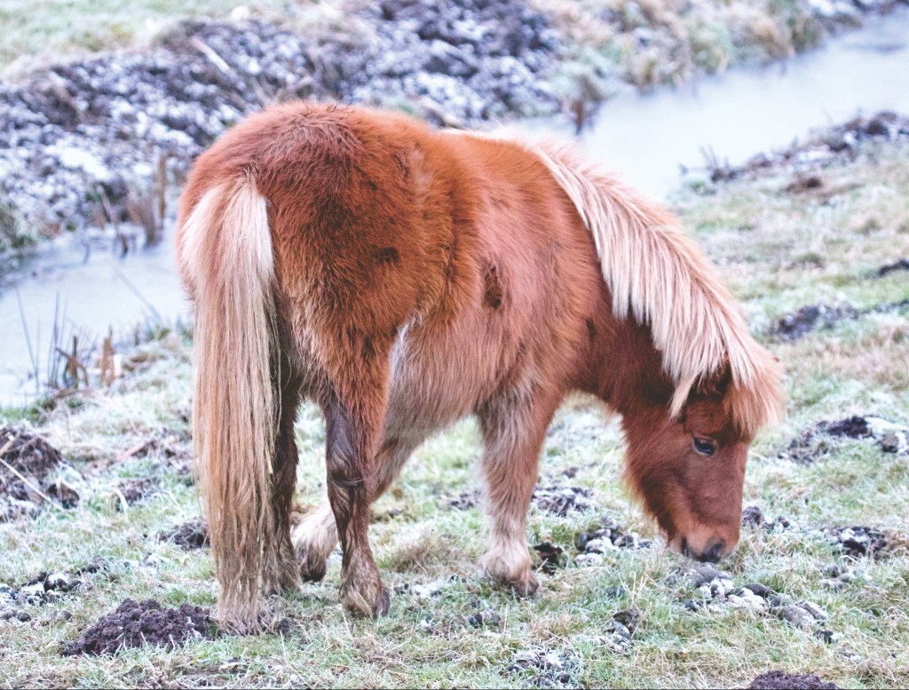 Expecting therapy to fix all your problems without time and effort is like expecting Santa to bring you a pony.